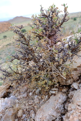 Othonna quercifolia