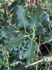 Ilex aquifolium