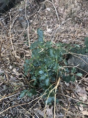 Ilex aquifolium