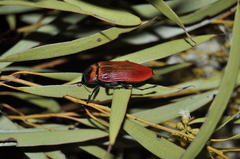 Temognatha wimmerae