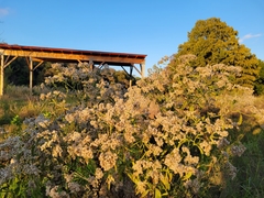 Magnoliopsida