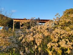Magnoliopsida