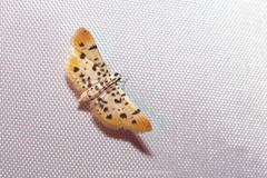 Pycnarmon alboflavalis