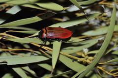 Temognatha wimmerae