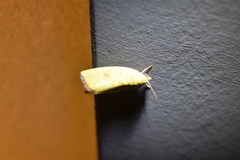 Earias pudicana