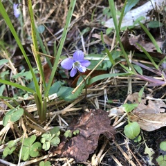 Viola septemloba