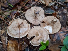 Leucopaxillus laterarius