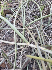 Cynanchum daltonii