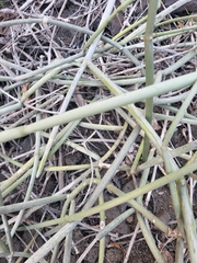 Cynanchum daltonii