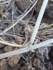 Cynanchum daltonii