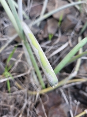 Cynanchum daltonii