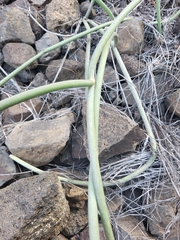 Cynanchum daltonii