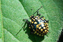 Oplomus cruentus