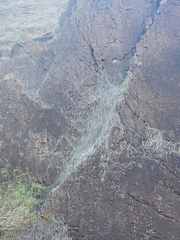 Cynanchum daltonii