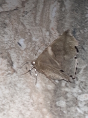 Phyllodonta alajuela