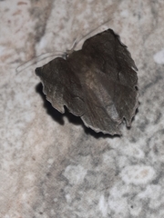 Phyllodonta alajuela