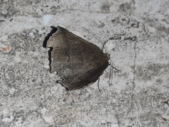 Phyllodonta alajuela