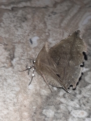 Phyllodonta alajuela