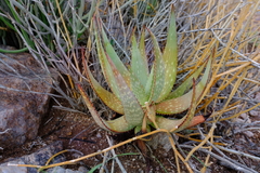 Aloe gariepensis