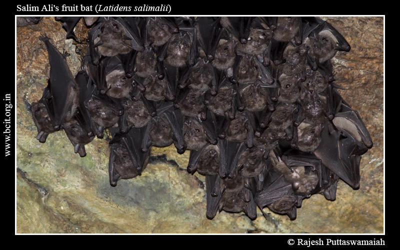 Salim Ali's Fruit Bat