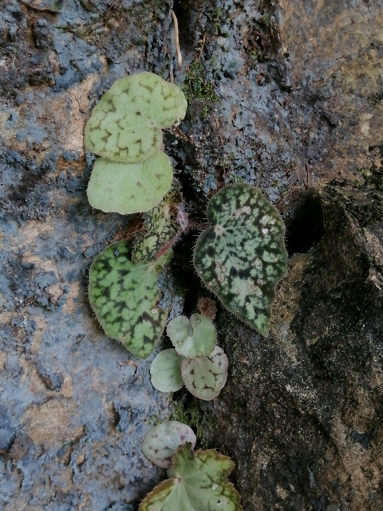 Begonia strigillosa
