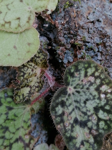 Begonia strigillosa, photograph 2