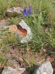 Agapanthus inapertus