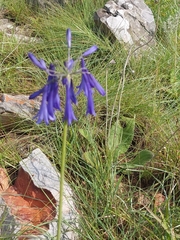 Agapanthus inapertus