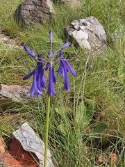 Agapanthus inapertus