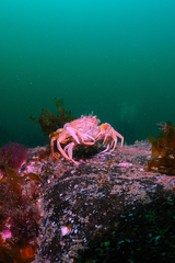 Liocarcinus depurator