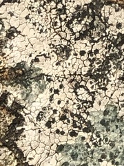 Lecanoromycetes