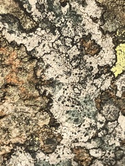 Lecanoromycetes