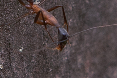 Camponotus lespesii
