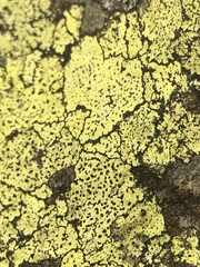 Rhizocarpon
