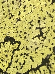 Rhizocarpon