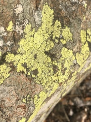 Rhizocarpon