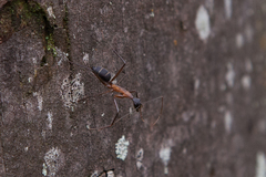 Camponotus lespesii