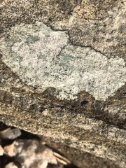 Lecanoromycetes