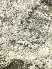 Lecanoromycetes