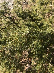 Juniperus communis