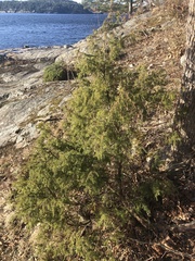 Juniperus communis