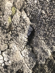 Lecanoromycetes