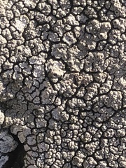 Lecanoromycetes