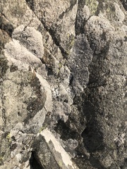 Lecanoromycetes