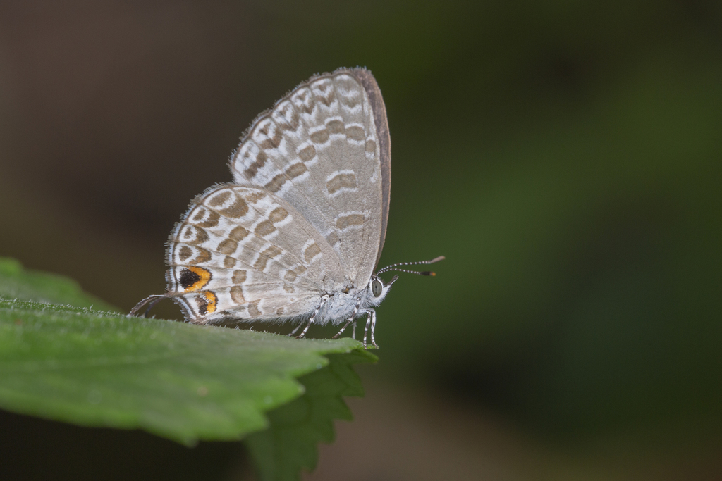 Ancyra Blue