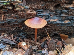 Mycena atkinsoniana