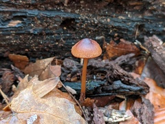 Mycena atkinsoniana