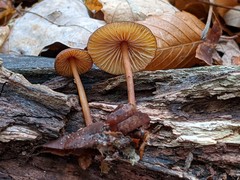 Mycena atkinsoniana