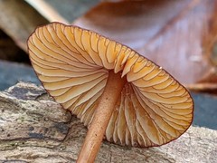 Mycena atkinsoniana