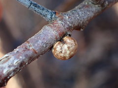 Allokermes galliformis